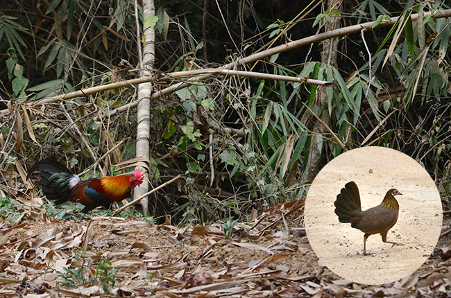 セキショクヤケイ