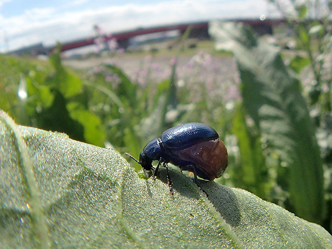 コガタルリハムシ