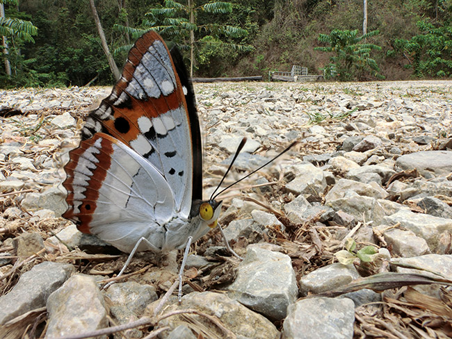 アンビカコムラサキを全焦点マクロで