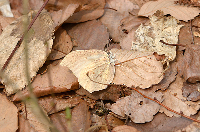 スジボソヤマキチョウ