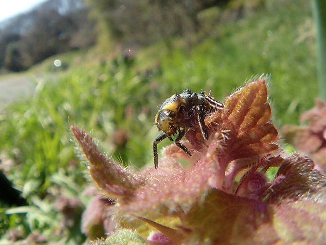 ナナホシテントウの幼虫