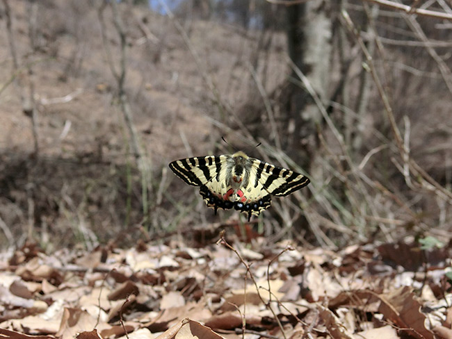 ヒメギフチョウの飛翔