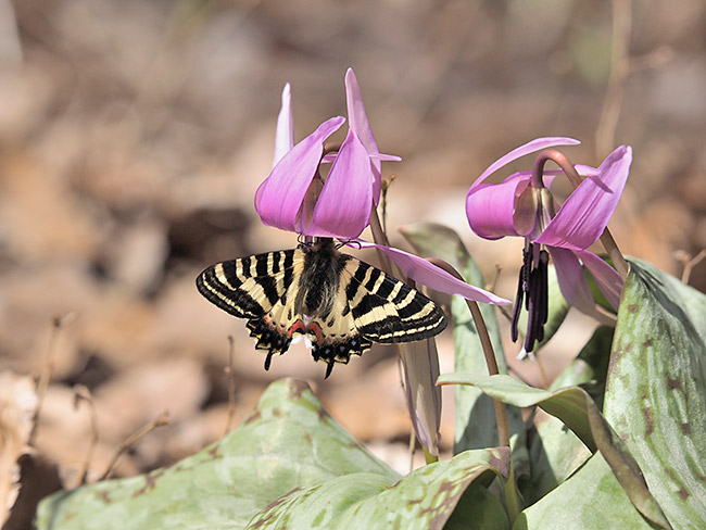 ヒメギフチョウ