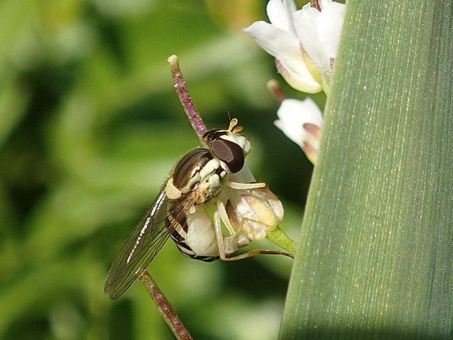 ヒメヒラタアブの産卵