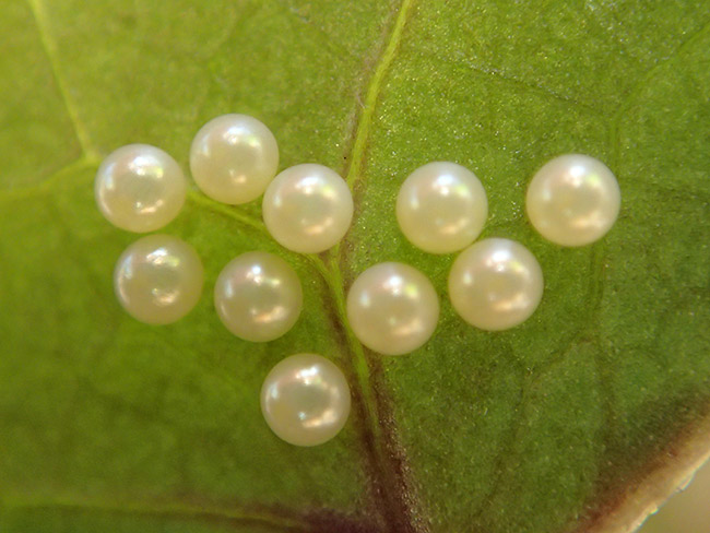 ギフチョウの卵
