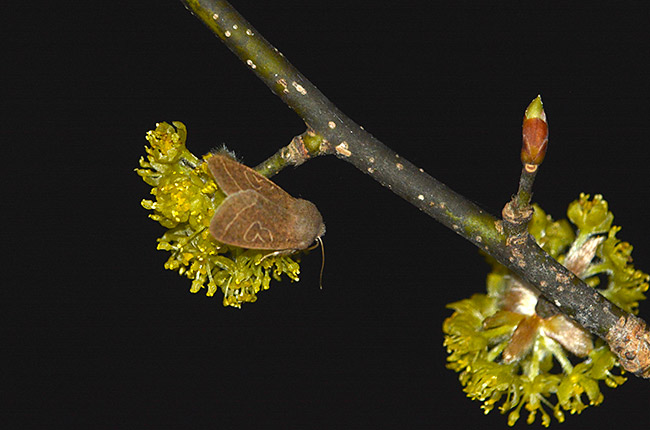 ダンコウバイの花にキリガ