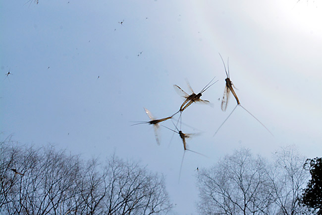 カゲロウの乱舞