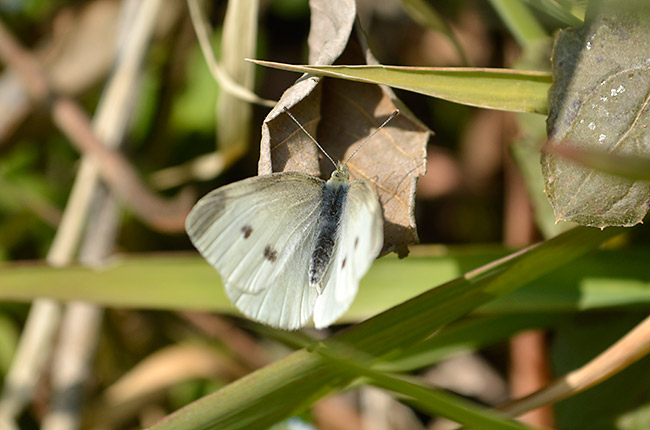 モンシロチョウ