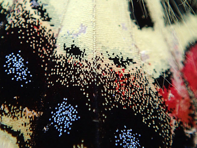 ヒメギフチョウの翅