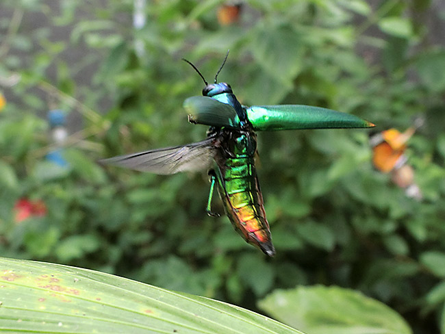 ツマベニルリタマムシの飛翔