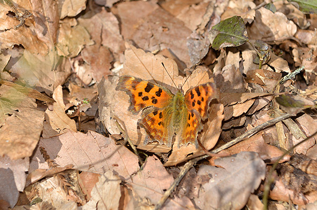 越冬あけのシータテハ