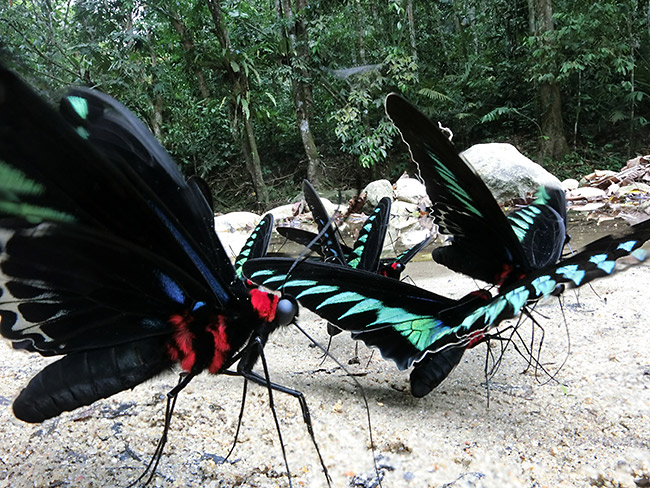 アカエリトリバネアゲハを全焦点マクロで