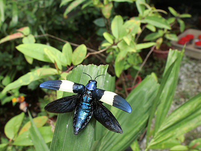 シロオビツマルリタマムシ