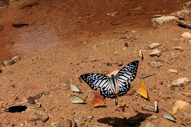 マダラチョウによく似たアゲハ