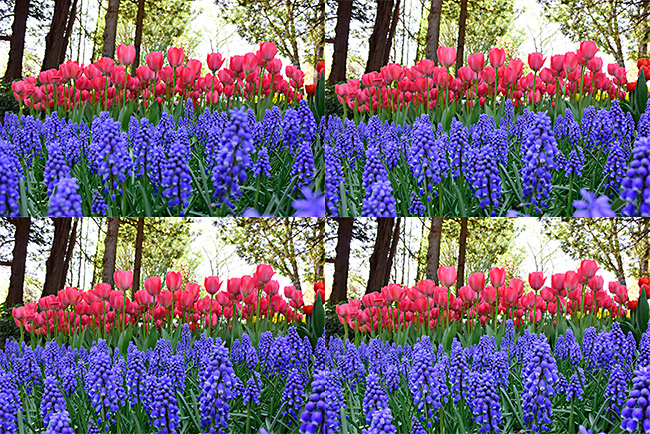 昭和記念公園のチューリップ