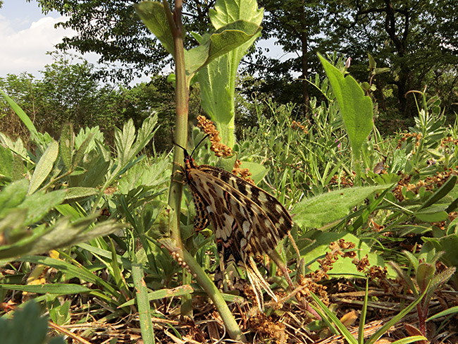 ホソオチョウの産卵