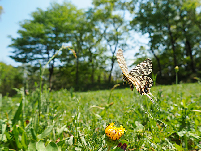 ホソオチョウのメスの飛翔