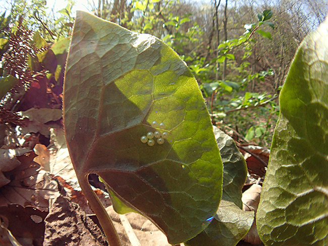 ヒメギフチョウの卵