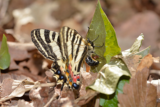 ヒメギフチョウの産卵