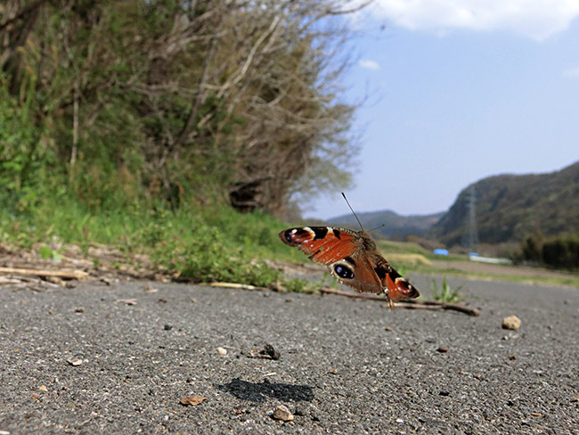  クジャクチョウ