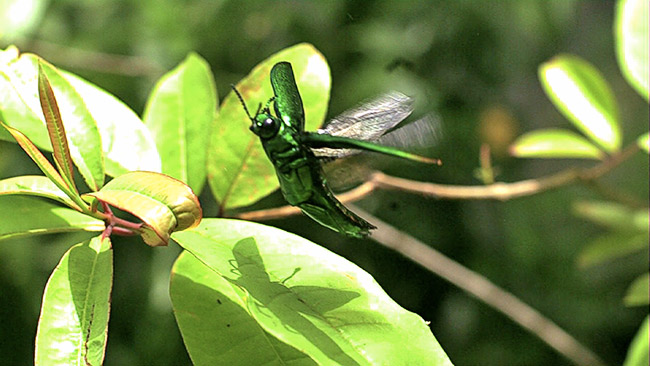高速度ビデオと高速連写
