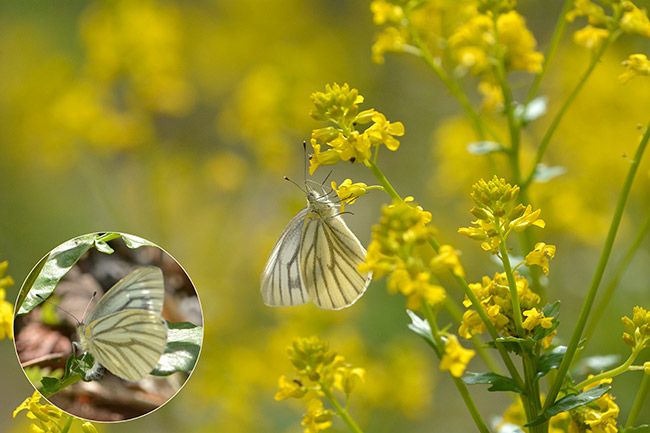 スジグロシロチョウ