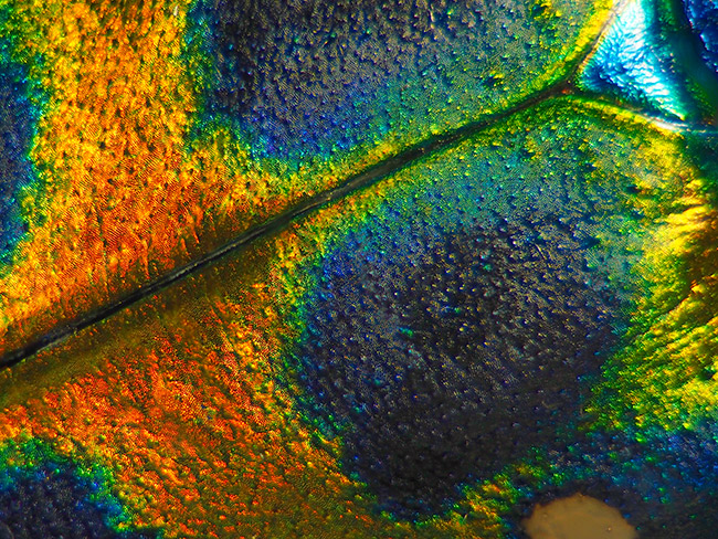 改造ズームで深度合成
