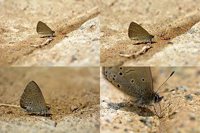 スギタニルリシジミを望遠ズームとマクロで