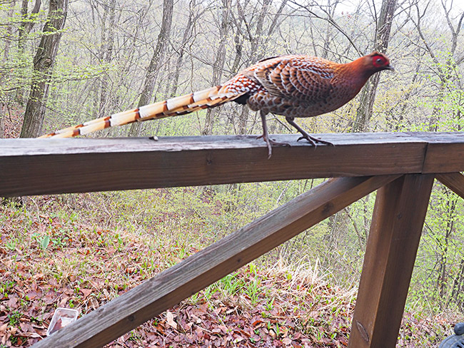 ベランダのヤマドリをwifiリモコンで