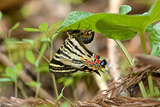 ヒメギフチョウの産卵
