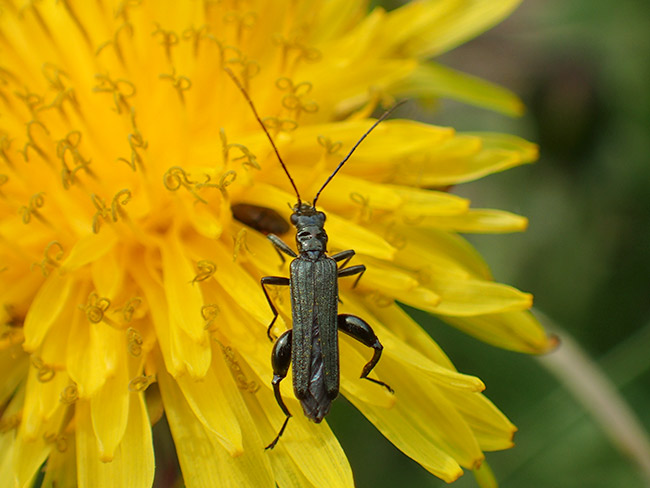 モモブトカミキリモドキ
