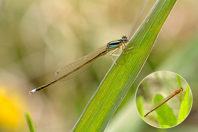 アジアイトトンボ