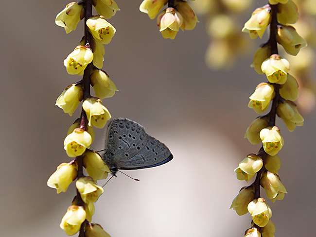 キブシにスギタニルリシジミ