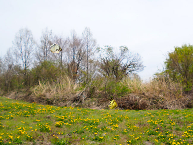 モンキチョウの求愛