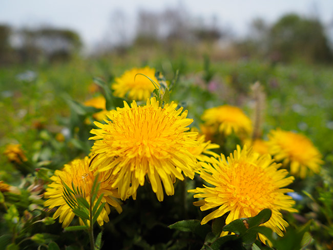 タンポポを魚眼コンバーターで
