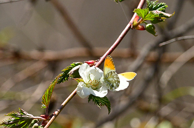キイチゴの花にクモマツマキチョウ