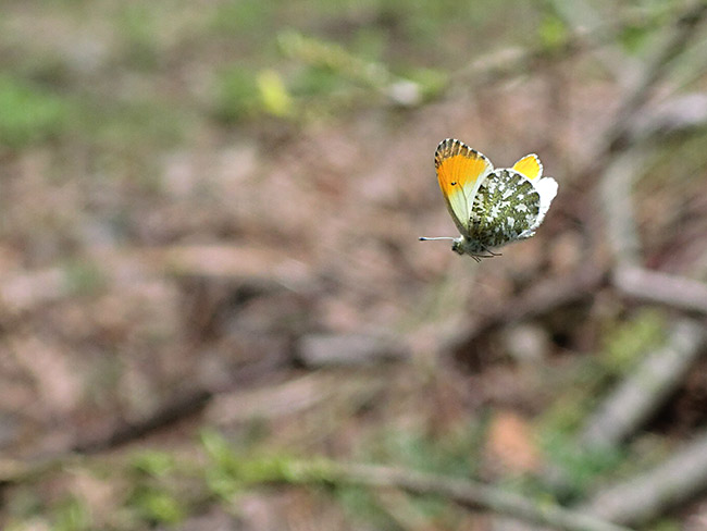 クモマツマキチョウの飛翔