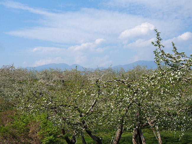 小諸のリンゴ畑
