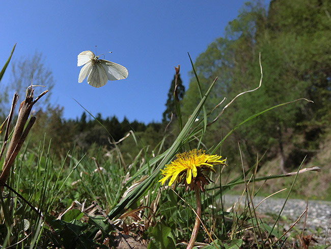 ヒメシロチョウの飛翔