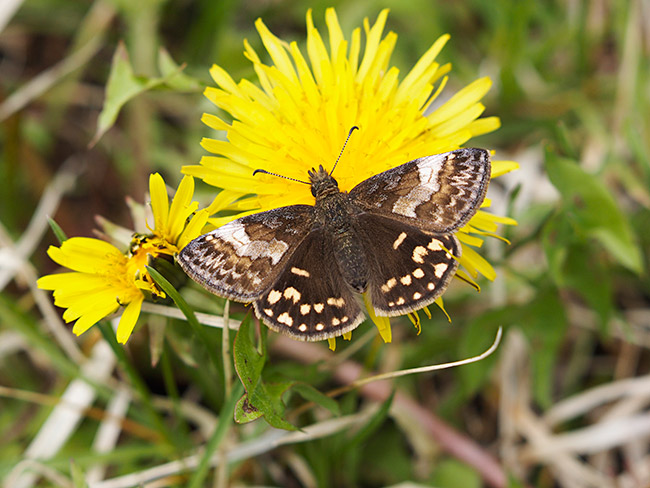 ミヤマセセリのメス