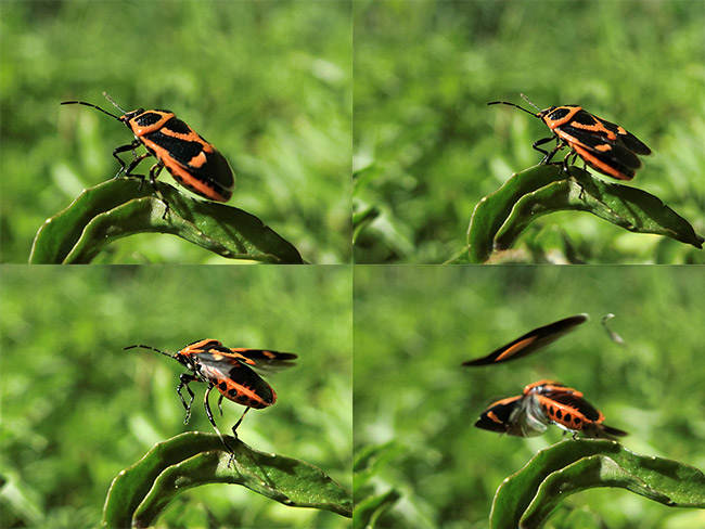 カメムシ空中分解