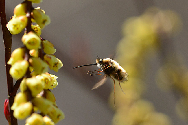可愛いツリアブ