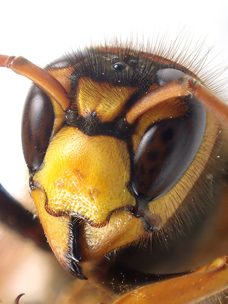 キイロスズメバチを深度合成で