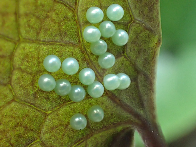ギフチョウの卵