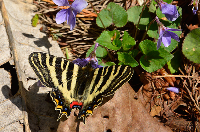 イエローバンド