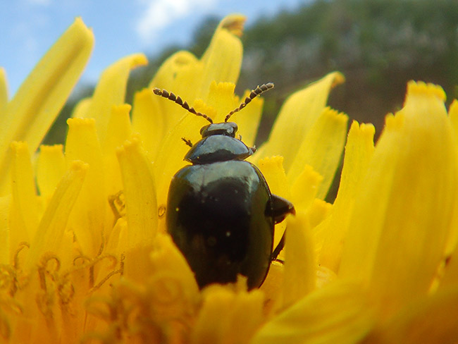 魚露目でルリマルノミハムシを