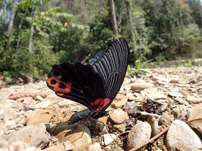 ナガサキアゲハの吸水をFconで