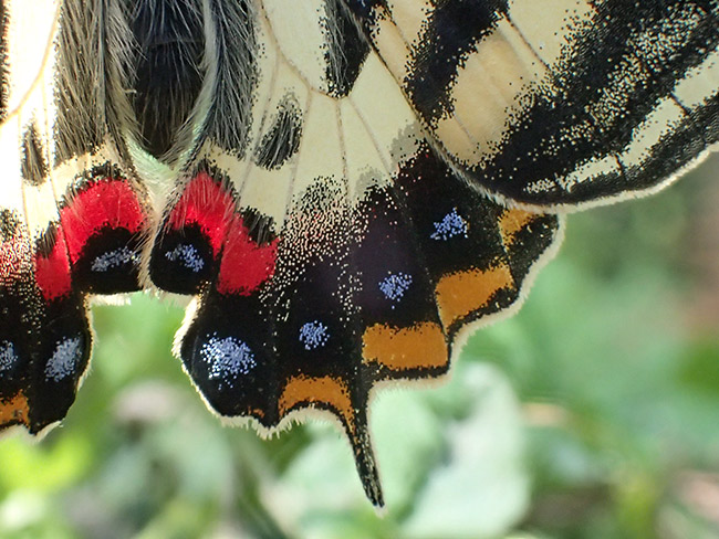 ギフチョウの翅