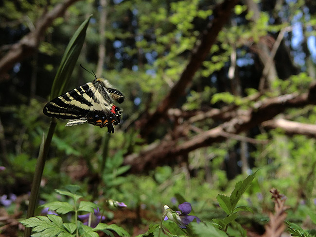 ギフチョウの飛翔