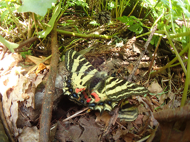 ヒメギフチョウは強い